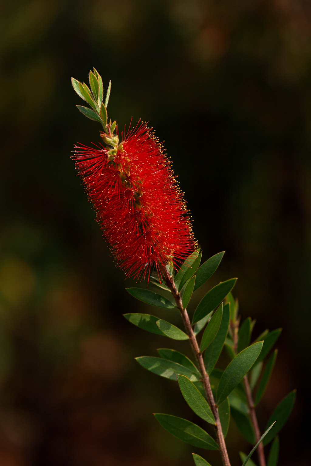 Fiery Bottlebrush